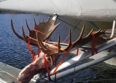 20170917 142140 400x284 - Airventures Moose Hunting Photos