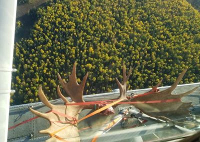 20170920 183235 400x284 - Airventures Moose Hunting Photos