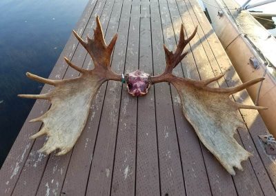 20170920 185451 400x284 - Airventures Moose Hunting Photos