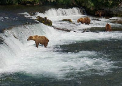 DSC00410 400x284 - Airventures Bear Viewing Tour Photos